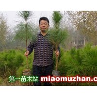 50cm高度濕地松樹苗供應-希望苗圃基地直發(fā)