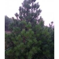 供應(yīng)白皮松 側(cè)柏 油松 雪松 華山松 國(guó)槐 刺槐花椒