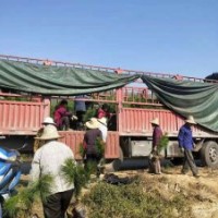 江西150-200公分濕地松苗供應，希望苗圃基地直發(fā)
