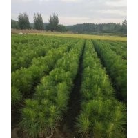 2年生80至100cm濕地松苗供應 價格實惠_隨州希望苗圃