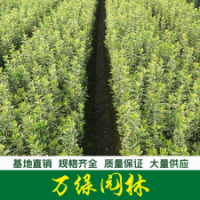 金邊黃楊 金邊黃楊苗