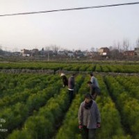 米徑8公分濕地松供應(yīng) 價格實惠認(rèn)準(zhǔn)隨州希望苗圃