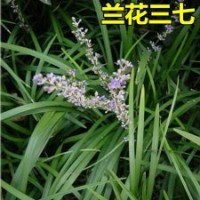 蘭花三七