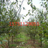 木瓜樹多少錢能買到？9公分木瓜樹批發(fā)基地在哪里？
