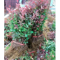 哪里有紅葉小檗？紅葉小檗價(jià)格