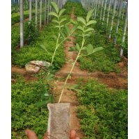 中天玫瑰5*9缽，兩年生，高90，大量有貨
