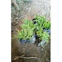 常夏石竹杯苗