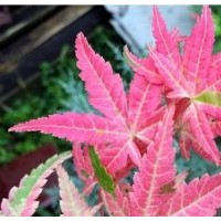正宗日本紅楓幻彩紅楓樹苗 三季紅葉四季觀賞紅楓苗 庭院盆栽