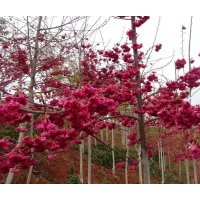 嵊州臺灣牡丹櫻基地優(yōu)良品種推薦:臺灣牡丹櫻櫻花