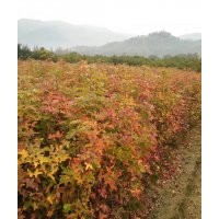 當(dāng)年楓香小苗價(jià)格0.6元/棵，江西楓香小苗基地直銷，楓香價(jià)格