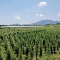 大量出售木槿苗、香樟樹