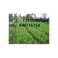 供應(yīng)油松苗