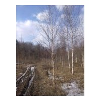 供應(yīng)白樺4-10公分