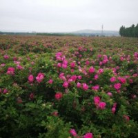 山東玫瑰基地直供中天四季玫瑰各種高度分枝地苗營養(yǎng)缽苗大小苗