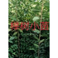 櫸樹