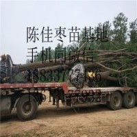 國槐
