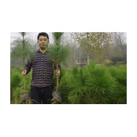 【實惠】濕地松出售 北京濕地松供應(yīng)