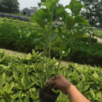 八仙花