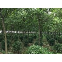許昌襄城縣供應(yīng)大葉女貞