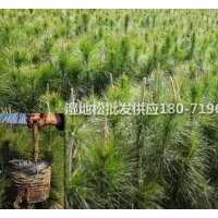 【濕地松】各規(guī)格濕地松杯苗，濕地松小苗供應(yīng)