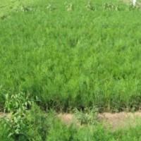 香花槐、黃金槐、國(guó)槐、金枝國(guó)槐、銀杏、香椿樹(shù)、冬青、杜仲、