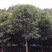大量供應(yīng)低價紅豆杉、桂花