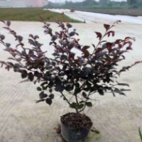 紅花繼木