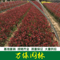 紅葉石楠 石楠苗 紅葉石楠杯苗 紅葉石楠大杯苗 石楠小杯苗