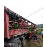 兩年生40公分濕地松苗供應(yīng) 質(zhì)優(yōu)價(jià)廉_隨州希望苗圃