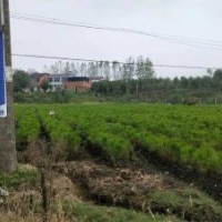米徑12公分濕地松供應(yīng) 價(jià)格實(shí)惠認(rèn)準(zhǔn)隨州希望苗圃