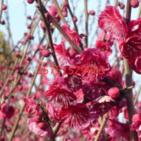 江蘇大量供應(yīng)紅梅花