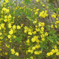 江蘇迎夏供應(yīng)2019迎夏苗圃直銷