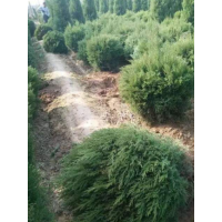 圓柏球低價供應