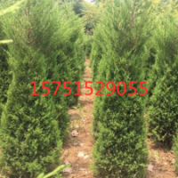 2019哪里有望都塔檜貨源