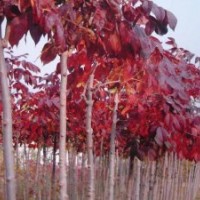 山東紅葉白蠟小苗價(jià)格 美國(guó)紅葉白蠟 苗圃慶云茂達(dá)苗木