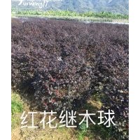 紅葉石楠，金邊黃楊，海桐，金森女貞，香樟樹，桂花樹，樸樹，烏