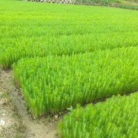 韶關(guān)濕地松_潮州濕地松苗供應(yīng)-隨州希望苗圃