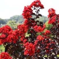 紫薇新品 雙紅紫薇 赤紅紫葉紫薇 紫薇小苗大紅紫薇 紫薇樹苗包活