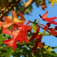 北美紅櫟 生長速度快 生態(tài)價值高