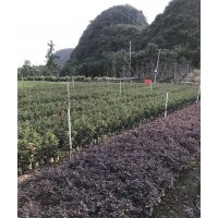 紅繼木