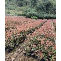 紅葉石楠