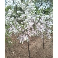 文冠果黃刺玫鐵桿海棠