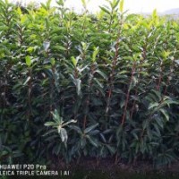 基地杜娟出售：毛娟,茶梅，紅葉石楠,龜甲冬青