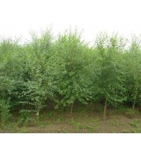 大量供應(yīng)；白榆、榆樹(shù)、刺槐、香花槐