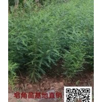 出售皂角苗=大刺皂角苗山西產(chǎn)地直銷