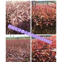新疆紅葉李小苗