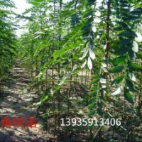 供應(yīng)皂角苗 刺槐苗 國(guó)槐苗 花椒苗 連翹苗 鈣果苗