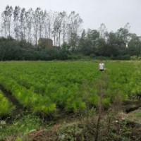 1年生20-40cm濕地松苗供應(yīng) 價格實惠_隨州希望苗圃基地
