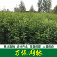 黃刺梅 黃刺玫
