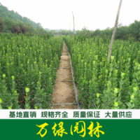 北海道黃楊